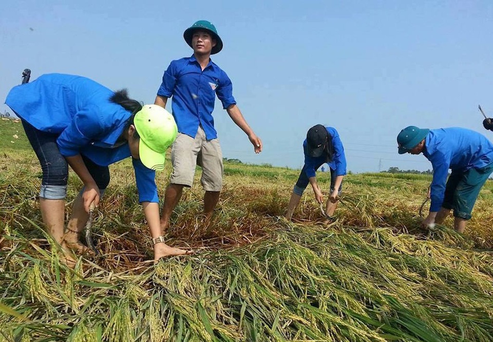 Nghệ An: Thanh niên, bộ đội dầm mình giúp dân gặt lúa sau bão - 5 Nghệ An: Thanh niên, bộ đội dầm mình giúp dân gặt lúa sau bão - 5
