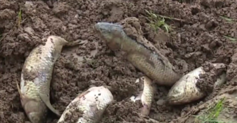 Nhiều hộ dân nuôi cá lồng thiệt hại sau cơn bão ô nhiễm nước sông Bùng.