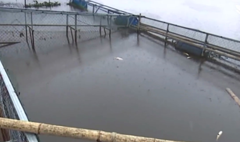 
3 lồng nuôi cá của gia đình ông Thanh hiện vẫn xuất hiện tình trạng cá chết.
