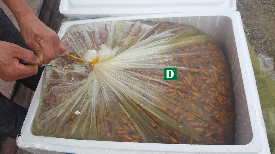 Bắt xe khách vận chuyển hơn 1 tấn nhộng tằm bốc mùi - 2 1.100 kg nhộng tằm khi CSGT trạm Diễn Châu phát hiện đã mốc mùi.