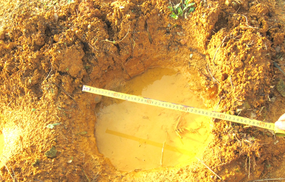 6 con voi rừng xuất hiện ăn hoa màu của dân - 3