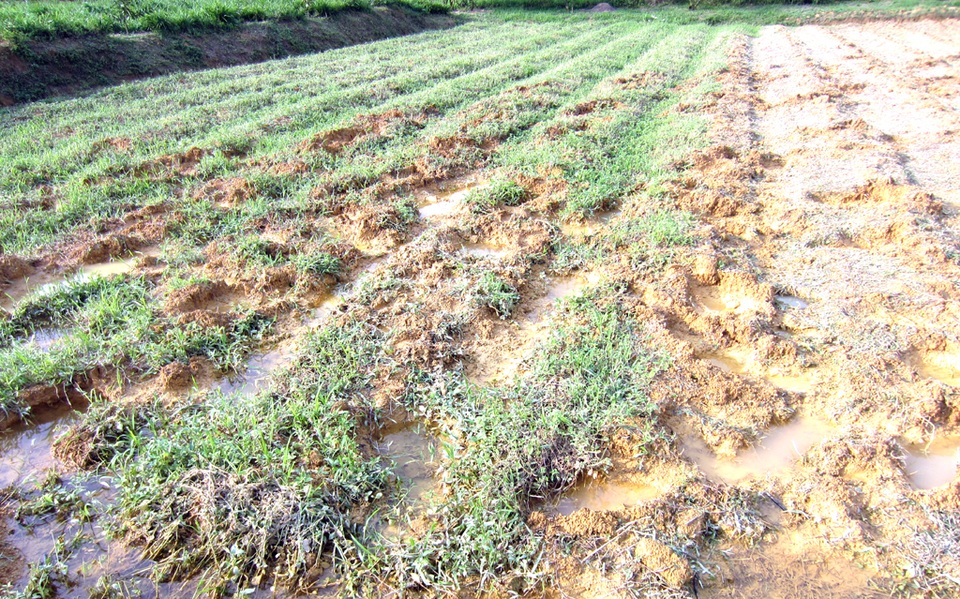 Dấu chân voi để lại chi chít trên ruộng hoang.