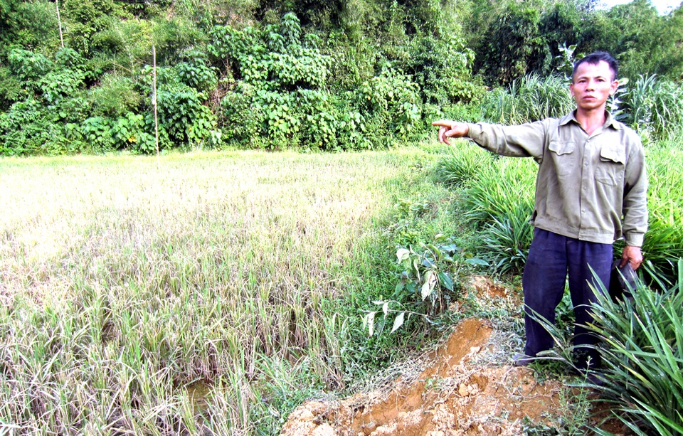 
Ông Dân cho biết, liên tiếp 3 ngày qua đàn voi 6 con về ăn hoa màu trong vườn nhà ông.
