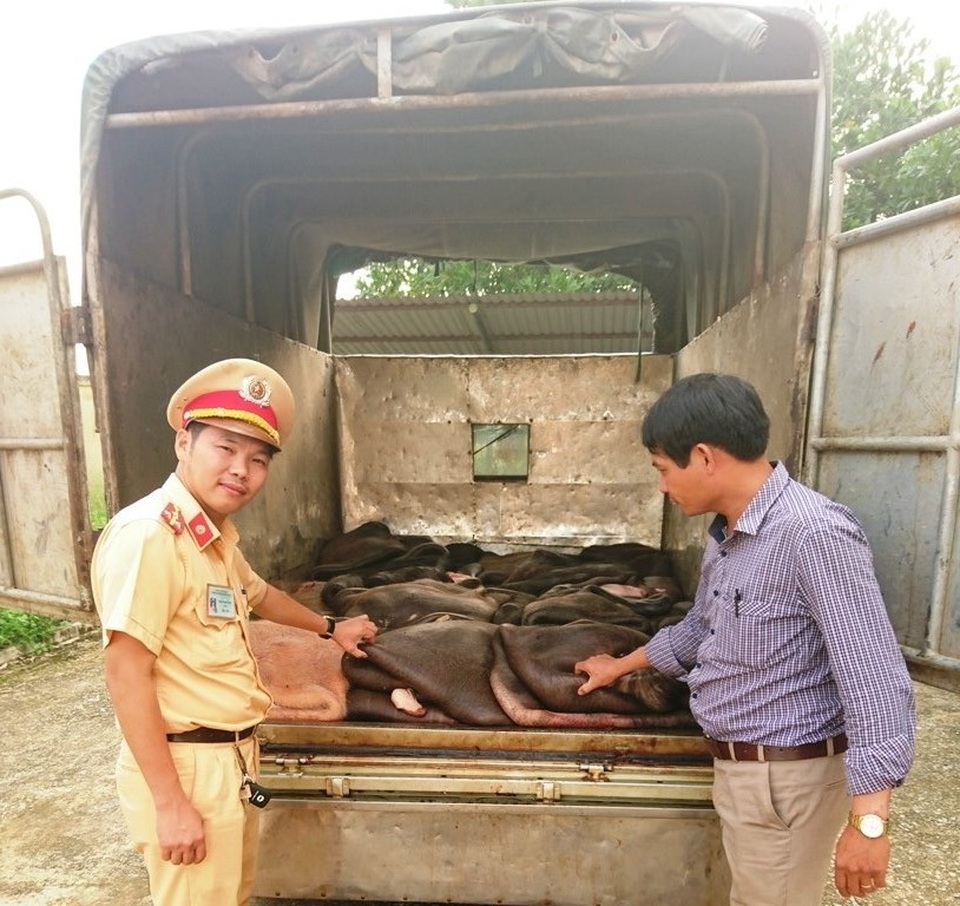 CSGT đội 3 bắt giữ xe ô tô tải nhỏ vận chuyển gần 1 tấn da trâu không giấy tờ.