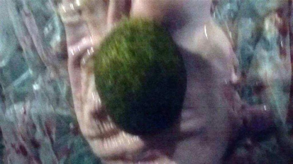 Nghệ An: Xôn xao tin người sở hữu "cát lợn" quý hiếm - 1