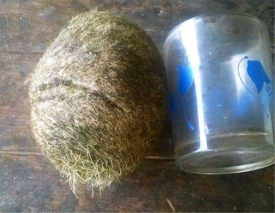 Nghệ An: Xôn xao tin người sở hữu "cát lợn" quý hiếm - 2