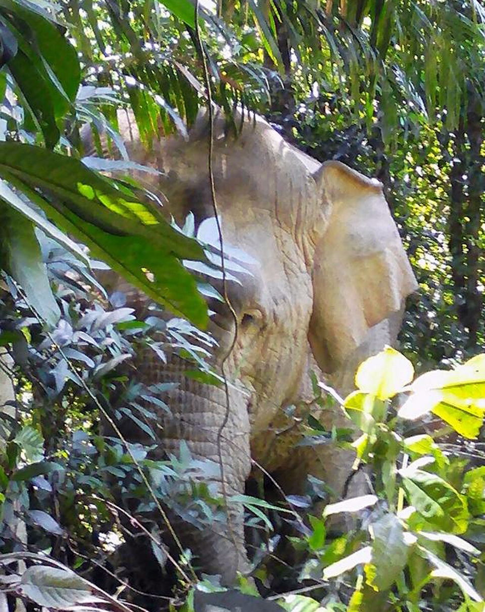 Con voi được chụp tại Pù Càn, Con Cuông vào ngày 9/8/2016.