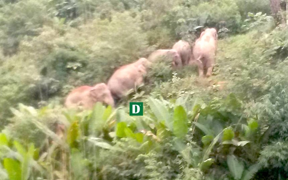 Đàn voi rừng lại về ăn hoa màu của dân - 6 Đàn voi rừng lại về ăn hoa màu của dân - 6