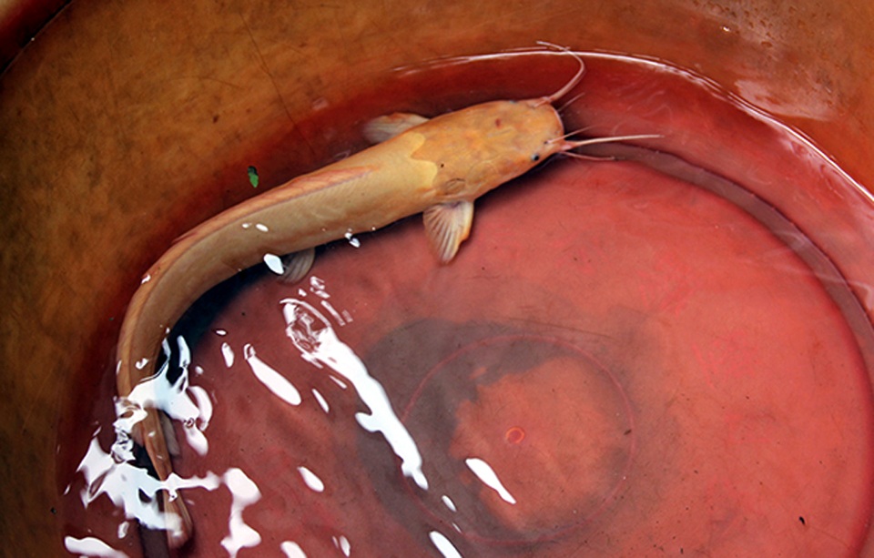 Người dân đổ xô đến xem cá trê vàng “quý hiếm” - 2