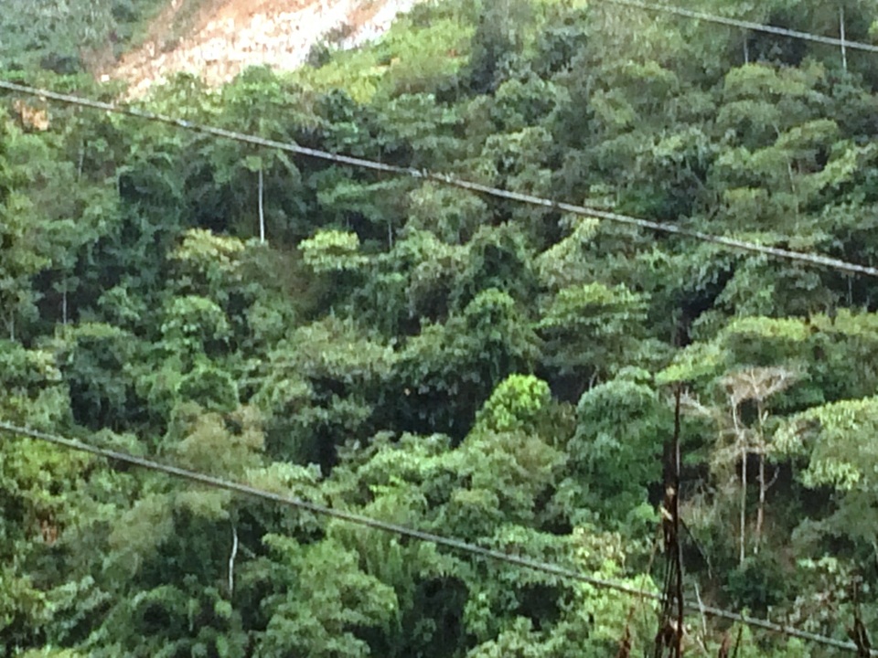 Một phần dây điện đã bị cháy và hư hỏng nặng.