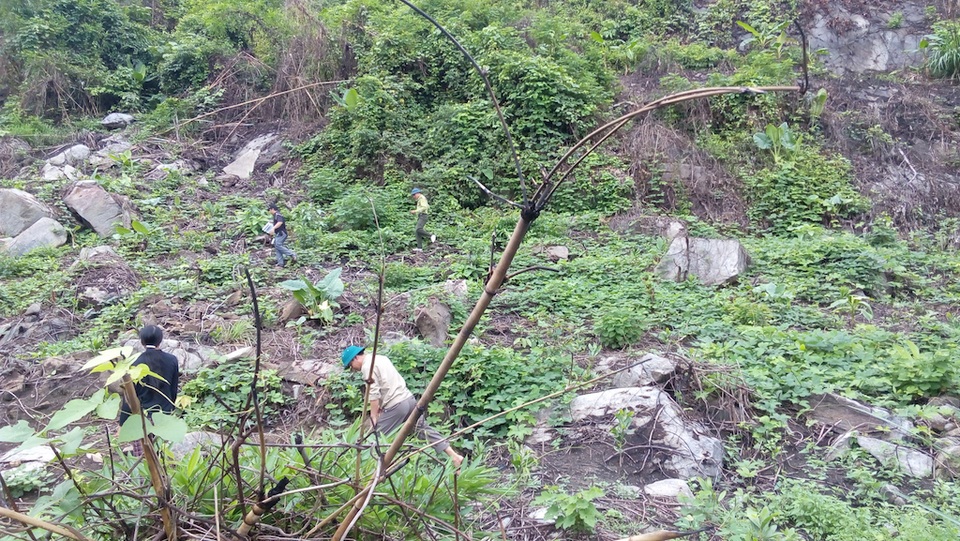 Đoàn kiểm tra Hạt kiểm lâm Quỳ Châu và UBND xã Châu Hạnh tại hiện trường vụ phát rừng.