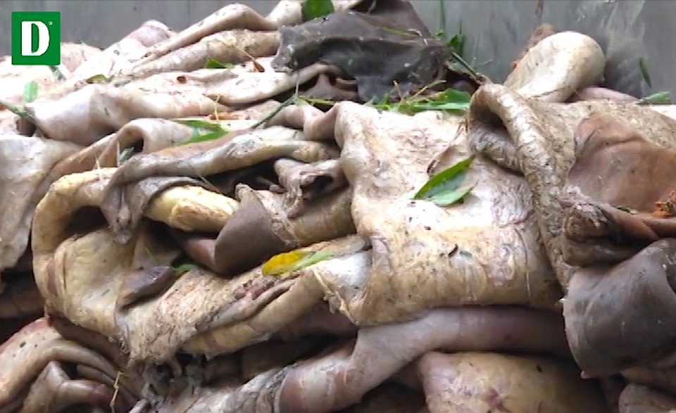 Bắt hơn 3 tấn da, mỡ bò tuồn ra Hà Nội - 1 Số lượng da trâu bò đã bốc mùi kinh hoàng.