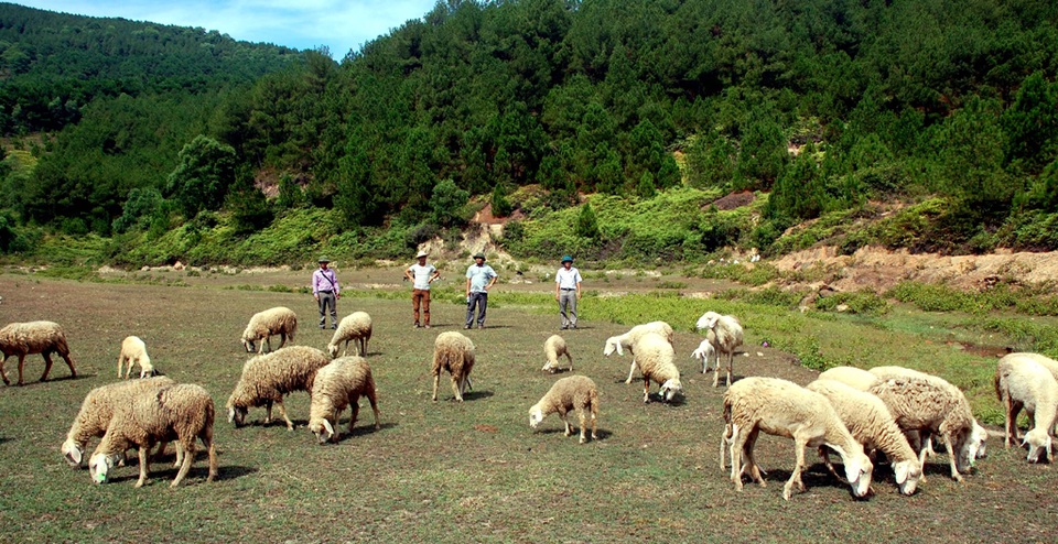 Mô hình nuôi cừu của giáo dân Nguyễn Văn Tứ là mô hình đầu tiên và duy nhất ở Nghệ An nuôi và nhân giống thành công cừu - vật nuôi chỉ ưa thời tiết khô nóng.