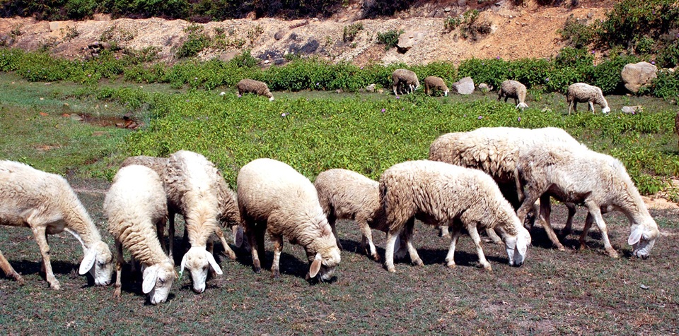 Theo anh Tứ: cừu dễ nuôi hơn dê, ít bệnh tật, ăn rất ít, không chỉ ăn cỏ mà còn ăn được các loại lá cây, hay thậm chí các loại tinh bột qua chế biến như cám, ngô, khoai.... Bình thường chủ yếu là chăn thả cho ăn các loại lá, cây cỏ tự nhiên. Vào mùa lạnh không thả mà nuôi nhốt cho ăn các loại cám.