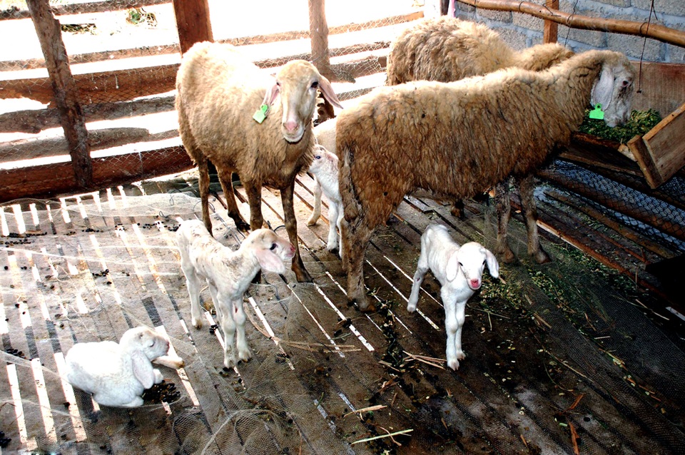 Nuôi cừu chuồng trại cần phải cao ráo, thoáng mát và có nhiều ánh sáng. Đặc biệt, phải làm theo kiểu nhà sàn, sàn gỗ cách mặt đất 1 - 1,2 m, nan cách nhau 1 - 1,3 cm để phân cừu lọt xuống phía dưới.