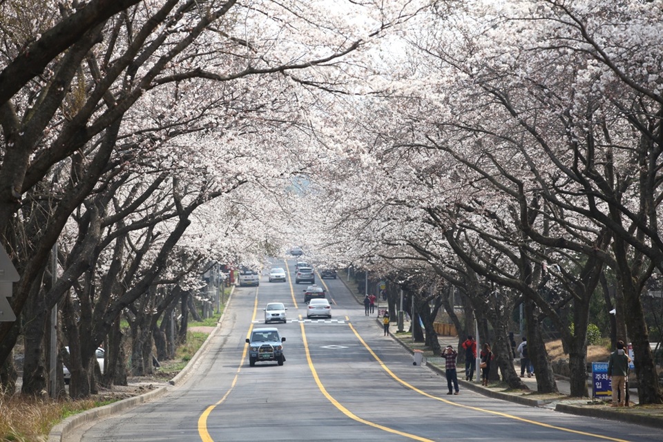 Đắm chìm trong sắc hoa anh đào ở xứ sở kim chi - 4 Con đường hoa anh đào ở Đại học Jeju.