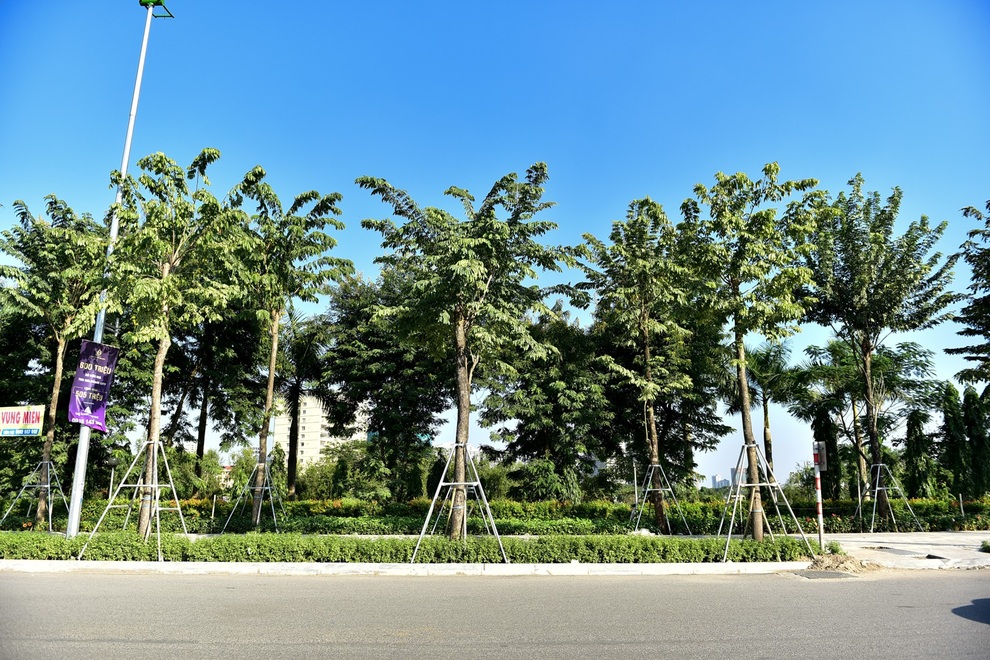 Diện mạo đường Phạm Văn Đồng sau khi chặt hạ hàng cây cổ thụ - 19 Diện mạo đường Phạm Văn Đồng sau khi chặt hạ hàng cây cổ thụ - 19