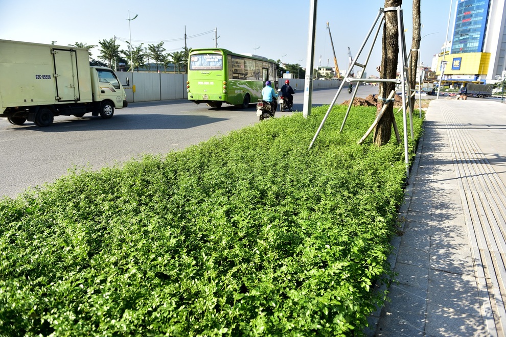 Diện mạo đường Phạm Văn Đồng sau khi chặt hạ hàng cây cổ thụ - 14 Diện mạo đường Phạm Văn Đồng sau khi chặt hạ hàng cây cổ thụ - 14