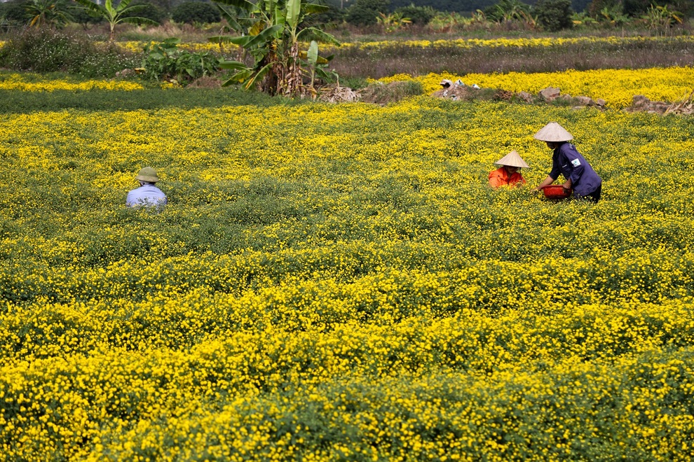 cuc chi hung yen-10 cuc chi hung yen-10