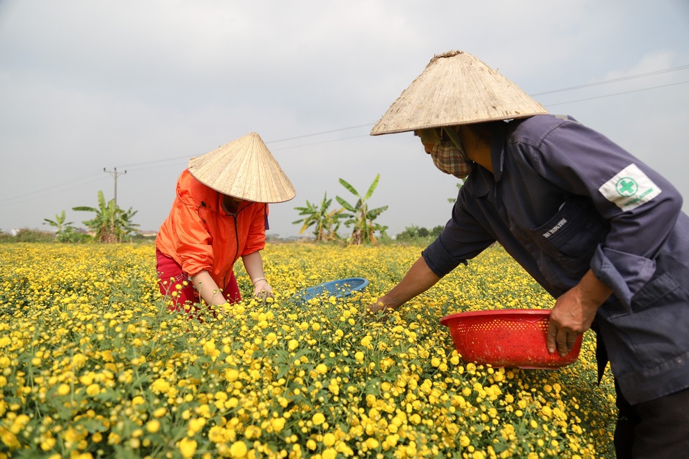 cuc chi hung yen-11 cuc chi hung yen-11