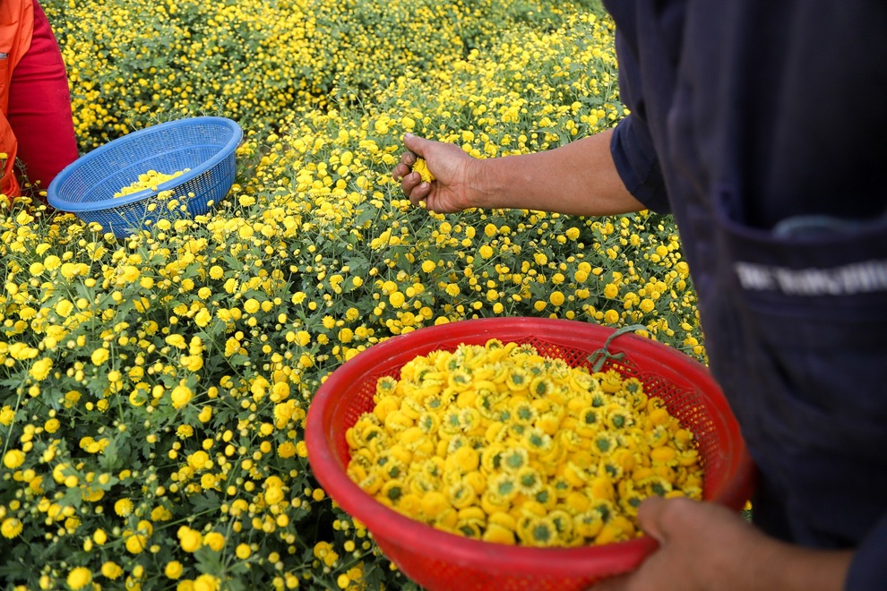 cuc chi hung yen-12 cuc chi hung yen-12