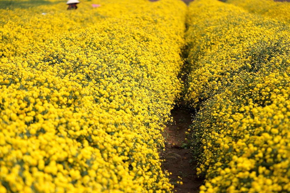 cuc chi hung yen-15 cuc chi hung yen-15