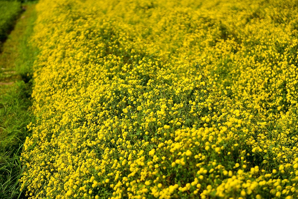 cuc chi hung yen-19 cuc chi hung yen-19