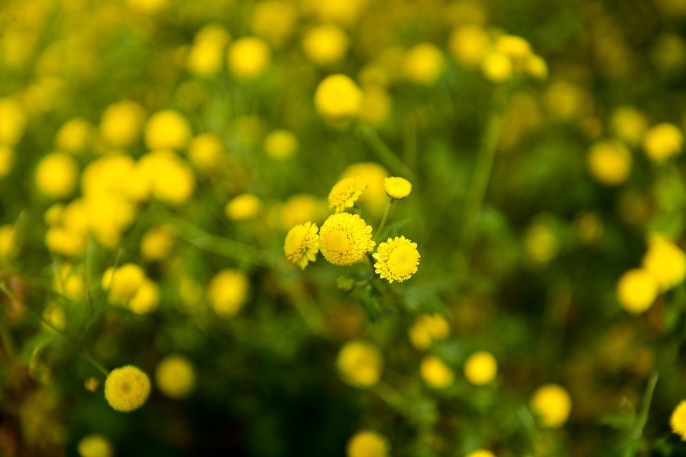 cuc chi hung yen-20 cuc chi hung yen-20