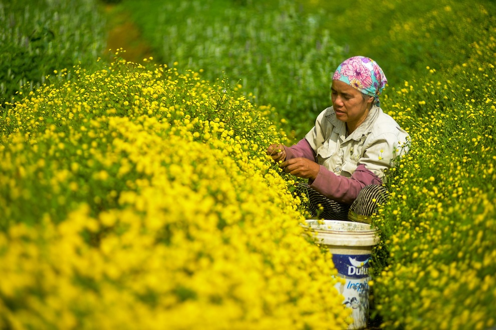 cuc chi hung yen-26 cuc chi hung yen-26