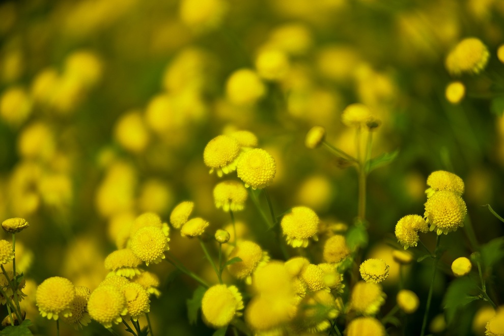 cuc chi hung yen-27 cuc chi hung yen-27