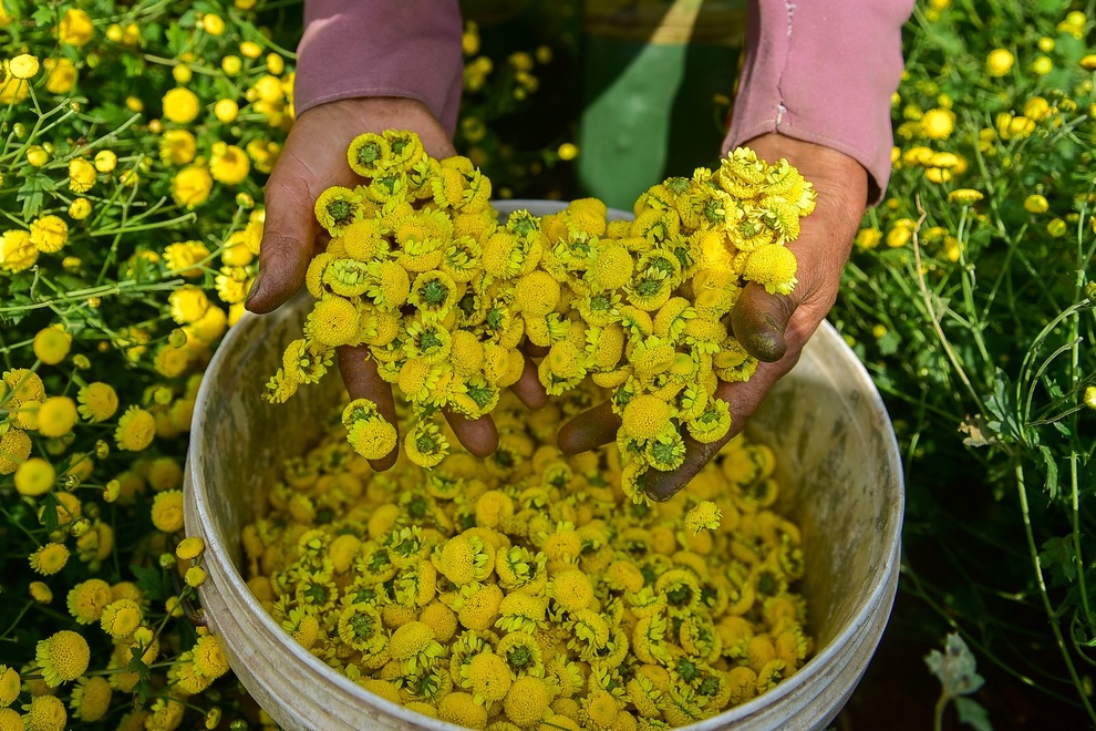 cuc chi hung yen-30 cuc chi hung yen-30