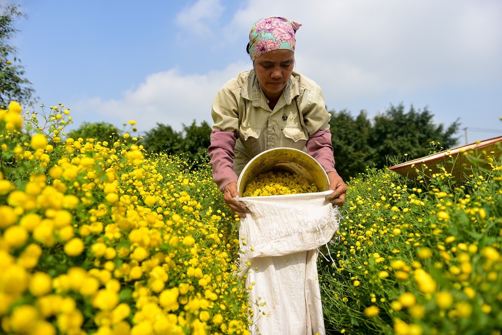 cuc chi hung yen-32 cuc chi hung yen-32