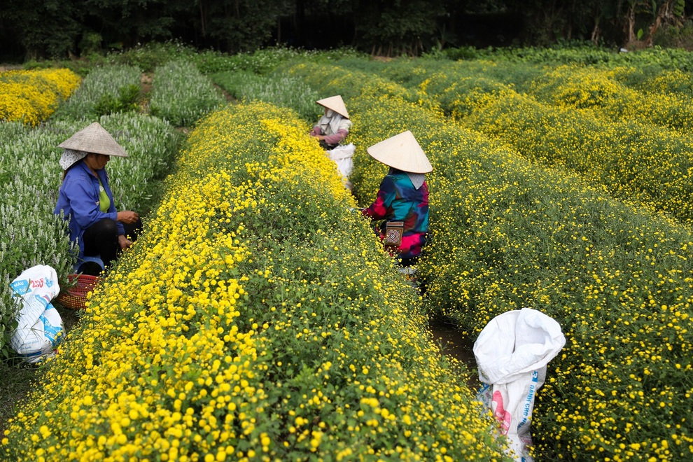 cuc chi hung yen-4 cuc chi hung yen-4