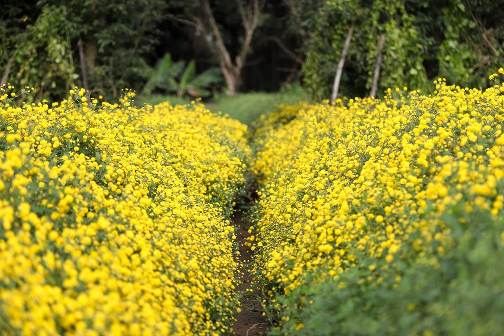 cuc chi hung yen-5 cuc chi hung yen-5