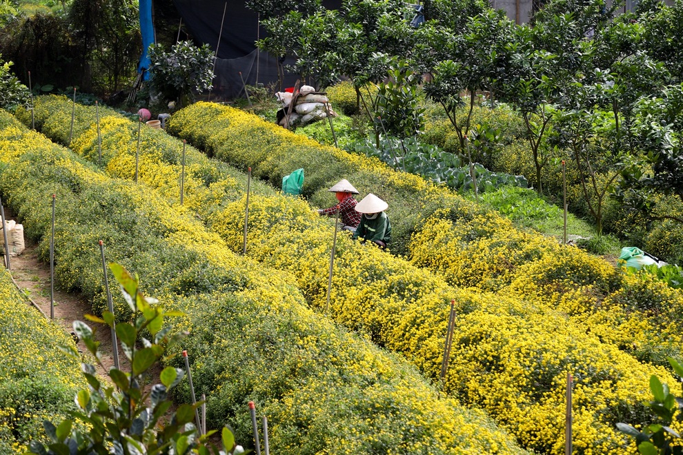 cuc chi hung yen-8 cuc chi hung yen-8