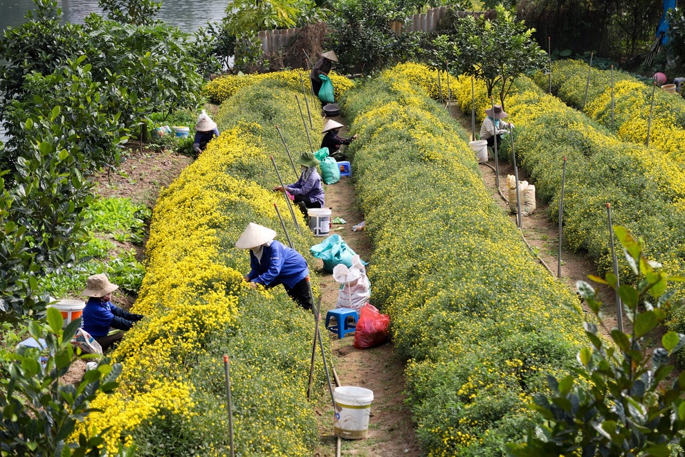 cuc chi hung yen-9 cuc chi hung yen-9