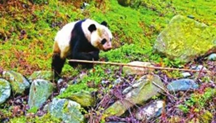 Con gấu trúc tấn công người dân ở Trung Quốc