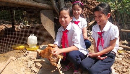 Học sinh tiểu học Quế Long nuôi gà
“tình bạn“. Ảnh: N.T