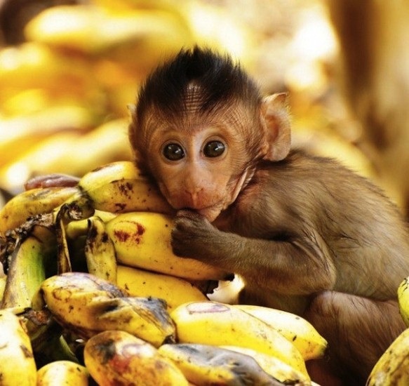 Mời bạn thử sức với bài toán “Khỉ bán chuối” | Báo Dân trí