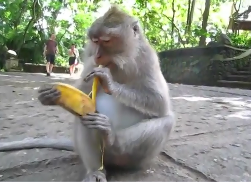 Bạn có thích chuối không? Hãy xem hình ảnh đáng yêu về khỉ bán chuối này! Khỉ nhỏ nhắn đáng yêu đang cầm nắm những quả chuối ngọt ngào và sẵn sàng để bán cho bạn. Bạn sẽ không thể cưỡng lại những hình ảnh dễ thương này!