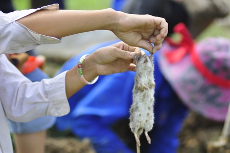 Săn chuột đồng  - 16