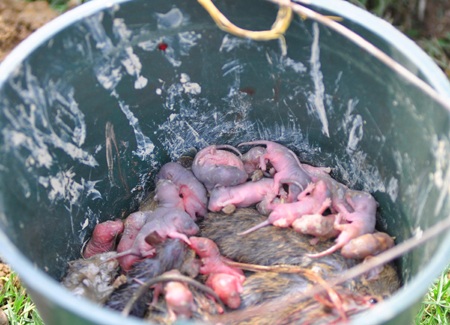 Săn chuột đồng  - 17