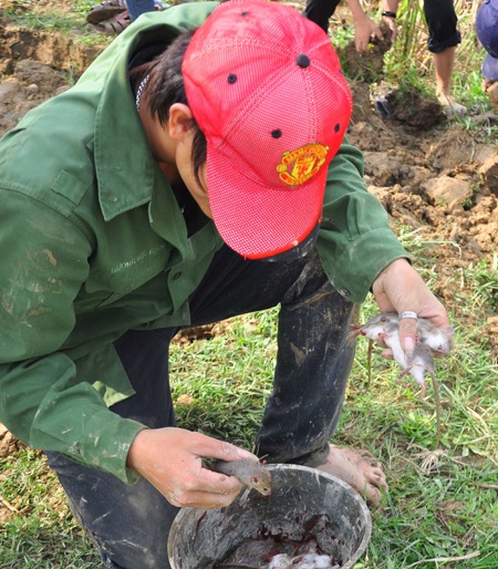 Săn chuột đồng  - 11