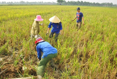 Săn chuột đồng  - 8