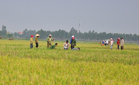 Săn chuột đồng  - 1