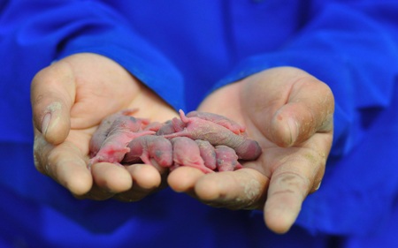 Săn chuột đồng  - 18