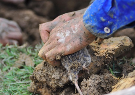 Săn chuột đồng  - 15