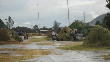 Tuốt, phơi rơm, lúa trên đường... hiểm họa khó lường - 9