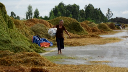 Tuốt, phơi rơm, lúa trên đường... hiểm họa khó lường - 10