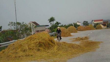 Tuốt, phơi rơm, lúa trên đường... hiểm họa khó lường - 12